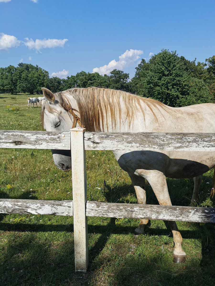 horse