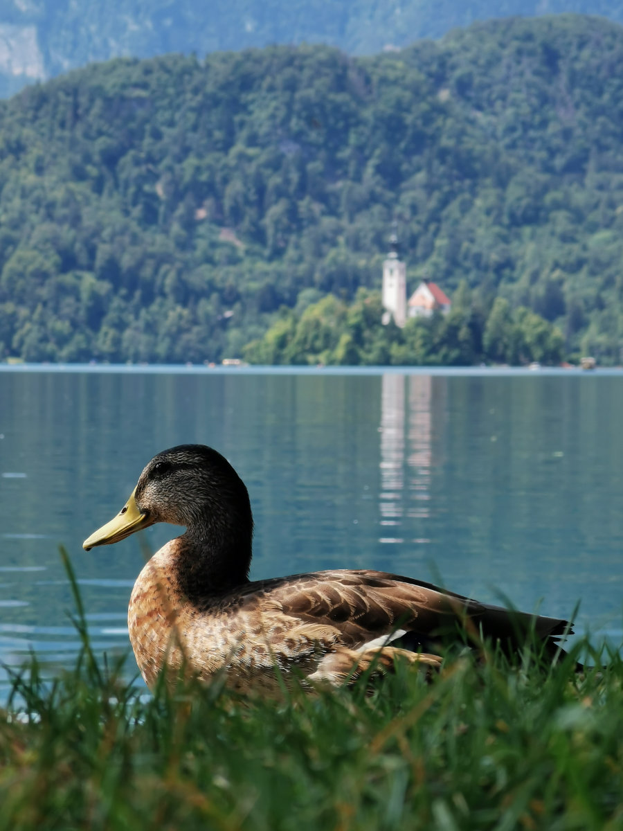 Bled