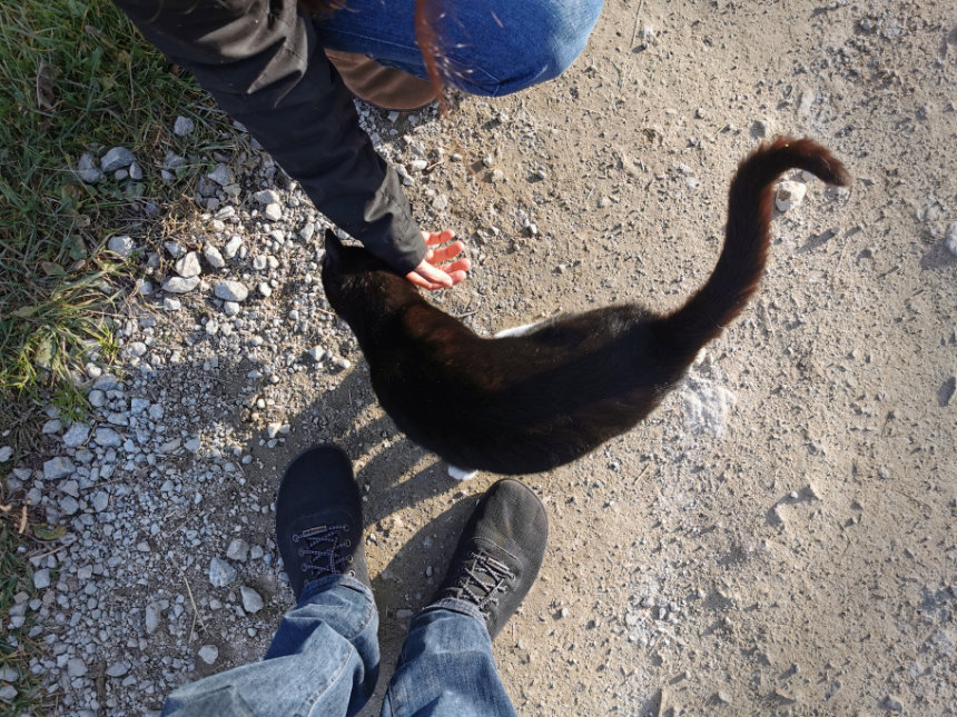 cat