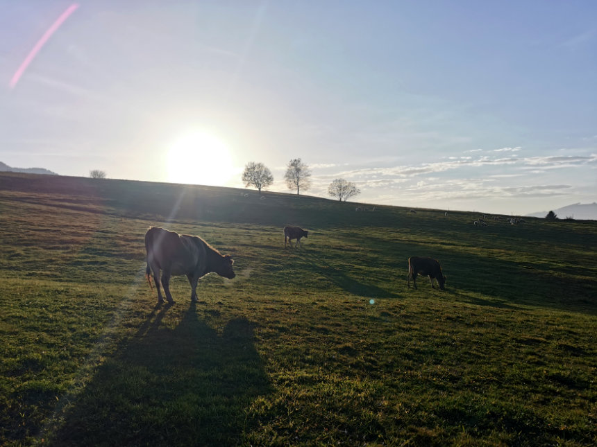 cows