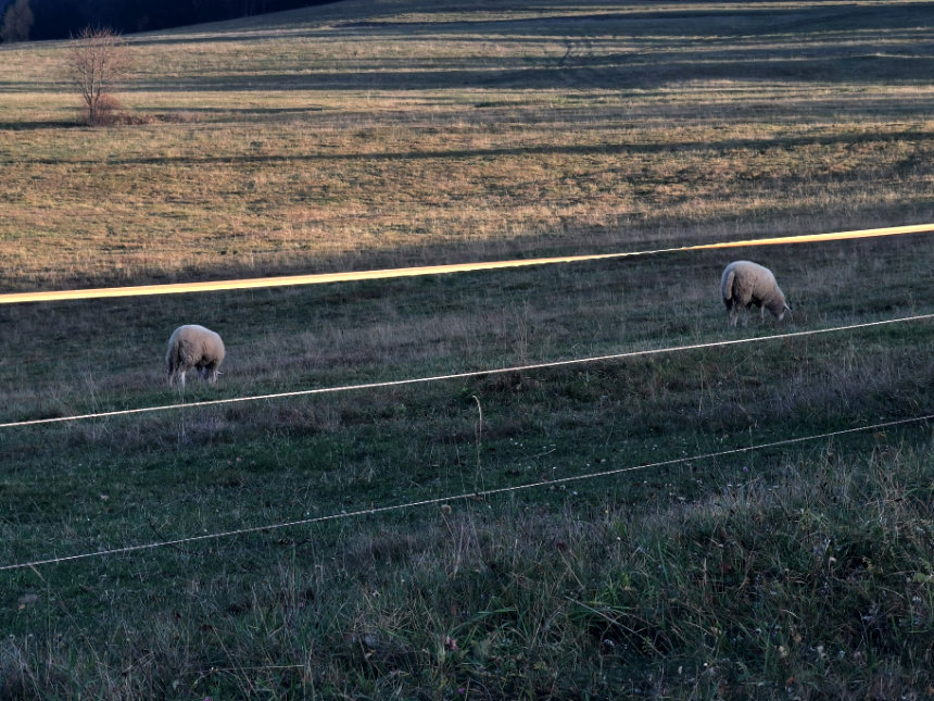 sheep