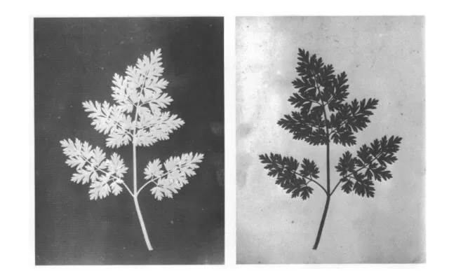 photogram