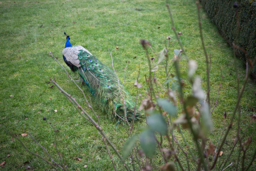 peacock