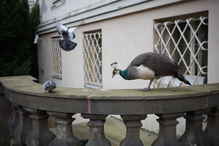 peacock and pigeons