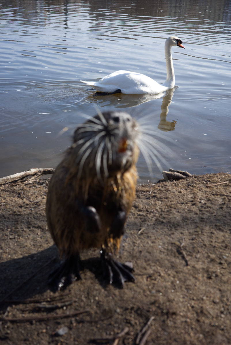 nutria