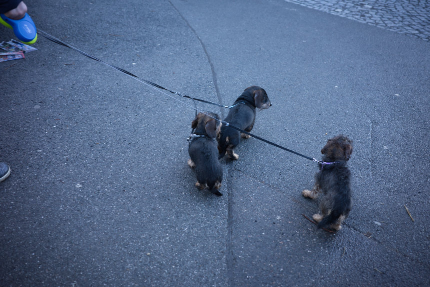 dogs