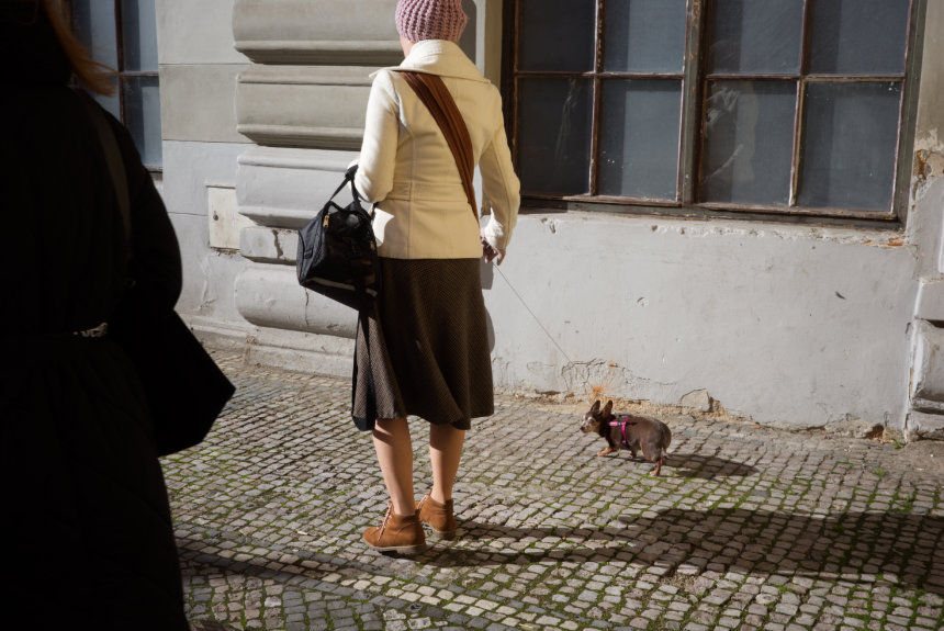 dog